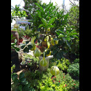 In vietnamesischen Gärtnereien können u. a. Pomelos